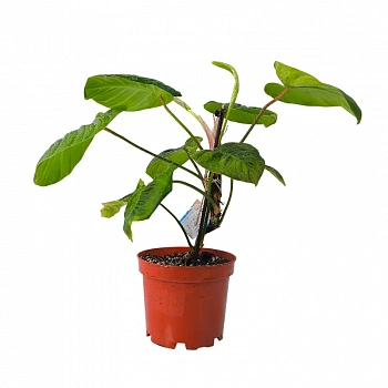 Филодендрон "Fuzzyy Petiole"