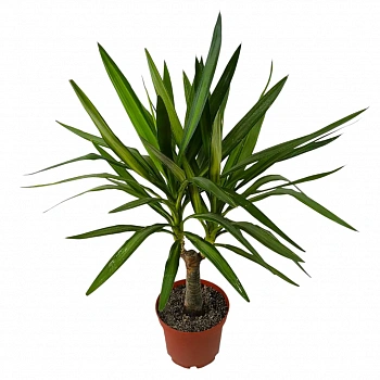 Юкка вариегатная / Yucca Variegata