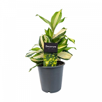 Драцена Суркулоза Милки Вэй / Dracaena surculosa Milky Way