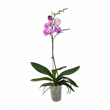 Фаленопсис Модерн / Phalaenopsis Modern 1 ств