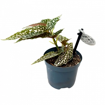 Бегония maculata "Silver Spotted"