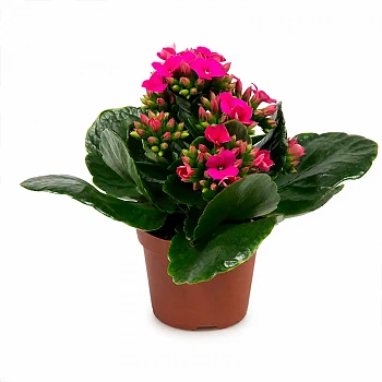 Каланхое Блооссфельда / Kalanchoe Blossfeldiana