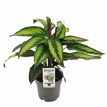Калатея Маджестика Принцепс / Calathea majestica Princeps