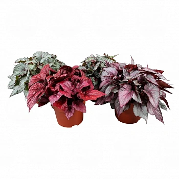 Бегония Белеаф, Рекс/ Begonia Beleaf gemengd