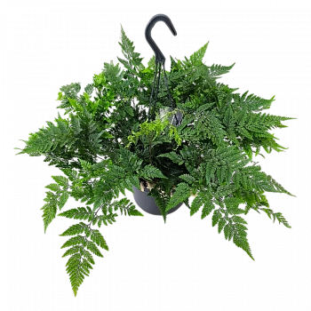 Даваллия