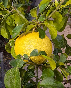 Помело Саравак / Помело таитянский / Pomelo Sarawak — цитрусовое растение, фото
