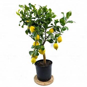 Лимон Фемминелло Каррубаро / Lemon Femminello Carrubaro — цитрусовое растение, фото
