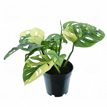 Монстера Адансони / Monstera adansonii