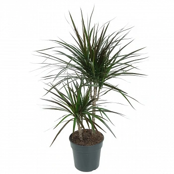 Драцена "Маргината Маджента" / Dracaena marginata Magenta