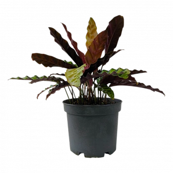 Калатея ланцетолистная / Calathea lancifolia
