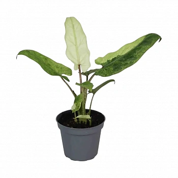 Алоказия Лаутербахиана / Alocasia Lauterbachiana