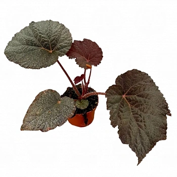 Бегония 'Taconite'