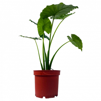 Алоказия Гигант/Alocasia macrorhizos