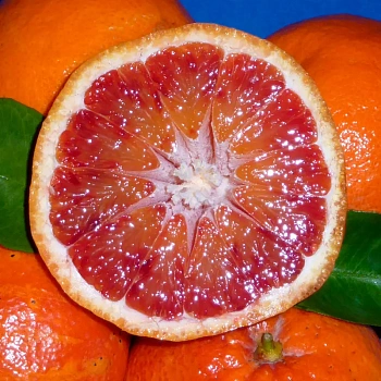 Апельсин Тарокко Даль Музо / Orange Tarocco Dal Muso — цитрусовое растение, фото
