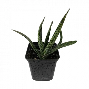 Гастерия / gasteria maculata