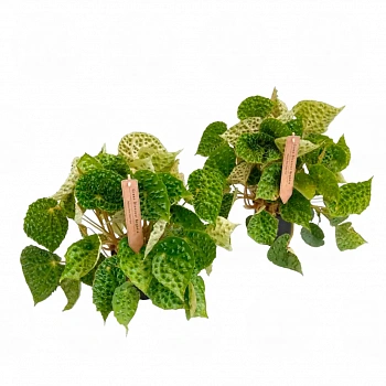Бегония ferox 'Green Form'