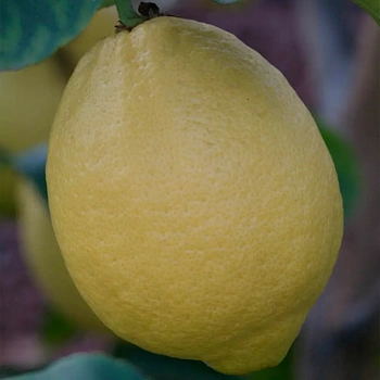 Лимон Фемминелло Комуне нуц. / Lemon Femminello comune nucellare — цитрусовое растение, фото
