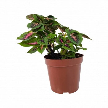 Колеус минимал/ Coleus Minimaal 3 Soorten