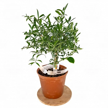 Микроцитрус Эреморанж / Microcitrus Eremоrange — цитрусовое растение, фото
