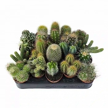 Кактус Микс/ Cactus Mix
