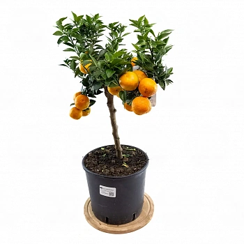 Померанец Чинотто, Кинотто / Bitter Orange Chinotto — цитрусовое растение, фото
