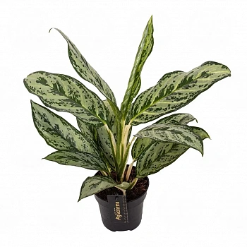 Аглаонема 'Laurel Green'