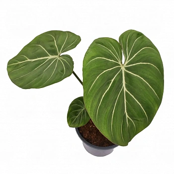 Филодендрон gloriosum
