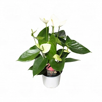Антуриум Фламинго Шик / Anthurium Flamingo Chique
