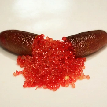 Микроцитрус Кримсон Тайд / Microcitrus Crimson Tide — цитрусовое растение, фото
