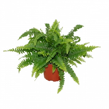 Нефролепис Грин Леди подвесной / Nephrolepis exaltata Green Lady