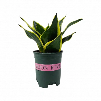 Сансевиерия Лотус Ханни / Sansevieria Lotus Hahni