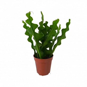 Эпифиллум Ангулигер / Disocactus anguliger, Epiphyllum Аnguliger