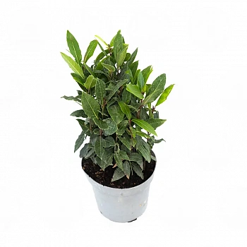 Лавр благородный / Laurus Nobilis