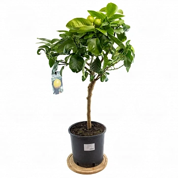 Бергамот Бергамотто / Bergamot Bergamotto — цитрусовое растение, фото
