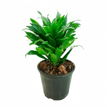 Драцена фрагранс / Dracaena fragrans