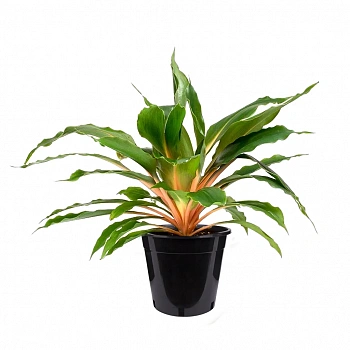 Хлорофитум orchidastrum "Fire Flash"
