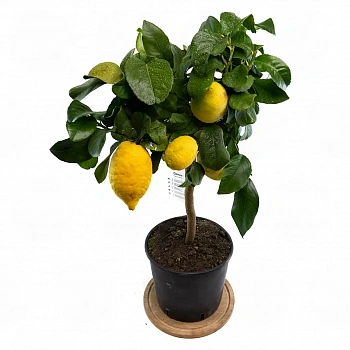Лимон Каппуччио / Lemon Cappuccio — цитрусовое растение, фото

