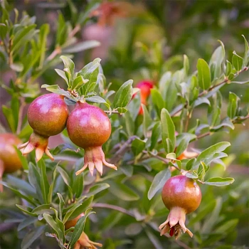 Гранат карликовый Нана / Punica granatum Nana