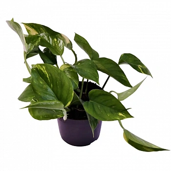 Эпипремнум Ауреум Золотистый / Epipremnum Pinnatum Aureum