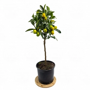 Кумкват Мейва / Kumquat Meiwa — цитрусовое растение, фото
