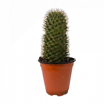 Маммиллярия усатая / Mammillaria mystax