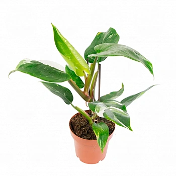 Филодендрон Вайт Принцесс / Philodendron White Princess