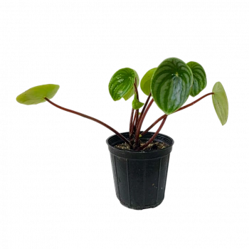 Пеперомия "Аргирея" / Peperomia "Argyreia"