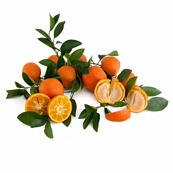 Танжерин Парсон Спэшл / Tangerine Parson's Special — цитрусовое растение, фото
