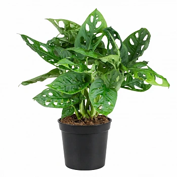 Монстера Фридрихшталия / Monstera friedrichsthalii