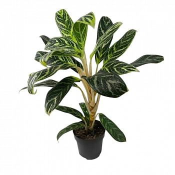 Аглаонема "Ivy Green"