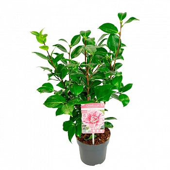 Камелия Бономина / Camellia JAP. Bonomiana