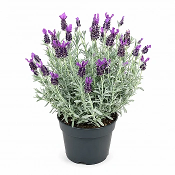 Лаванда стэхадская Серебряный Анук / Lavandula Stoechas Silver Anouk