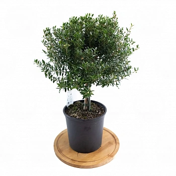 Мирт обыкновенный / Myrtus Communis