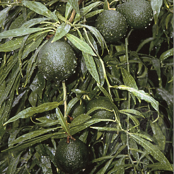 Померанец Салицифолия иволистный / Bitter Orange Salicifolia — цитрусовое растение, фото
